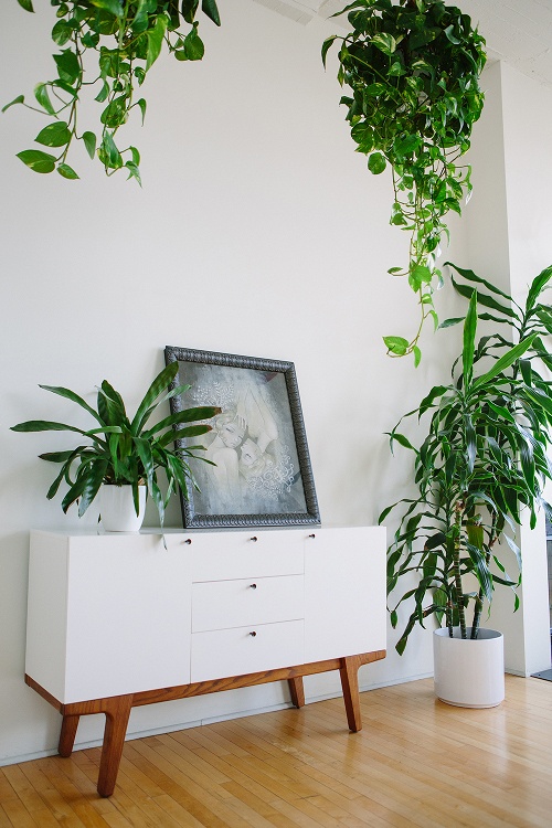 Focus  Comment décorer avec des plantes d'intérieur ? - Decocrush